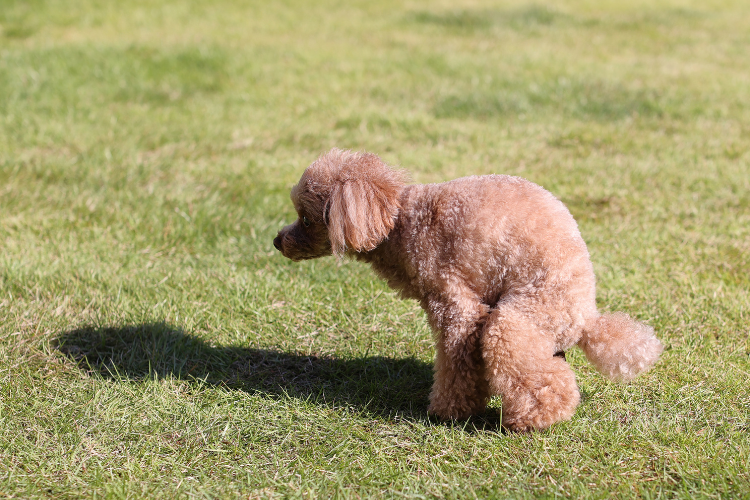 ケージ内でのトイレが難しい犬への対処法
