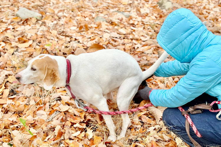 骨折後の犬がトイレの姿勢を取れなくなってしまったときの対処法