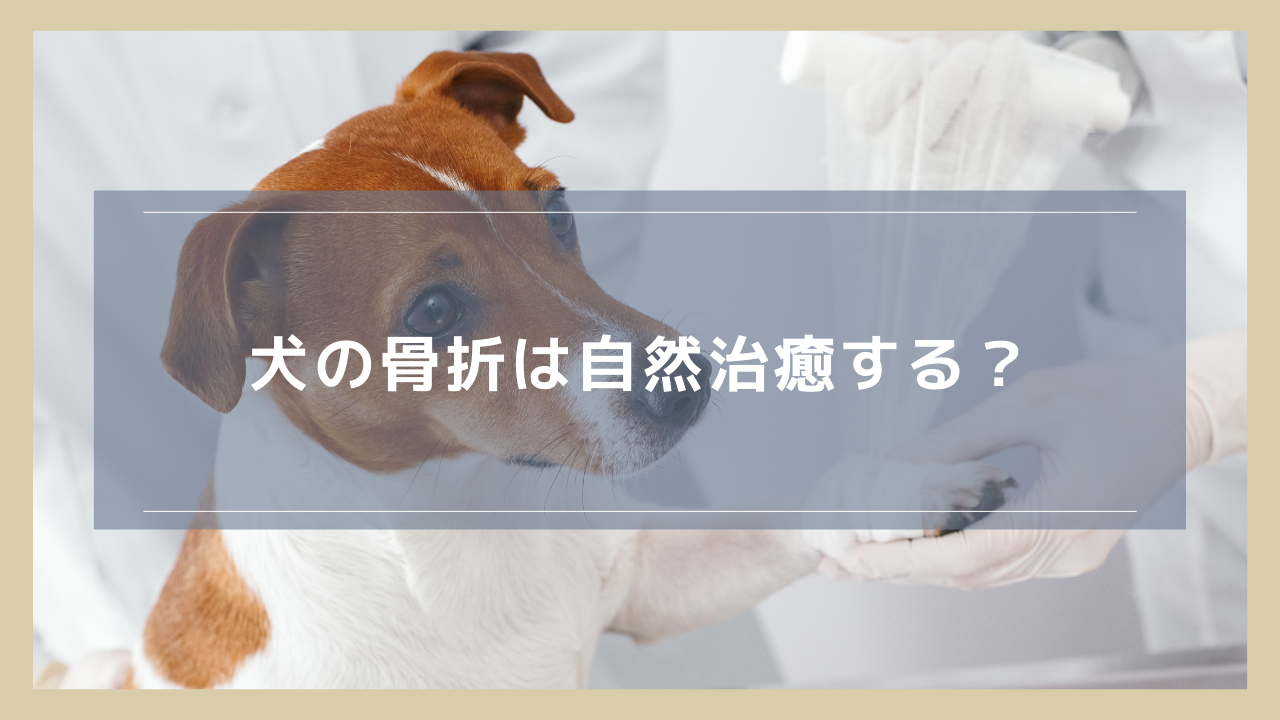 犬の骨折は自然治癒する？放置の危険性や手術が不要なケースを解説