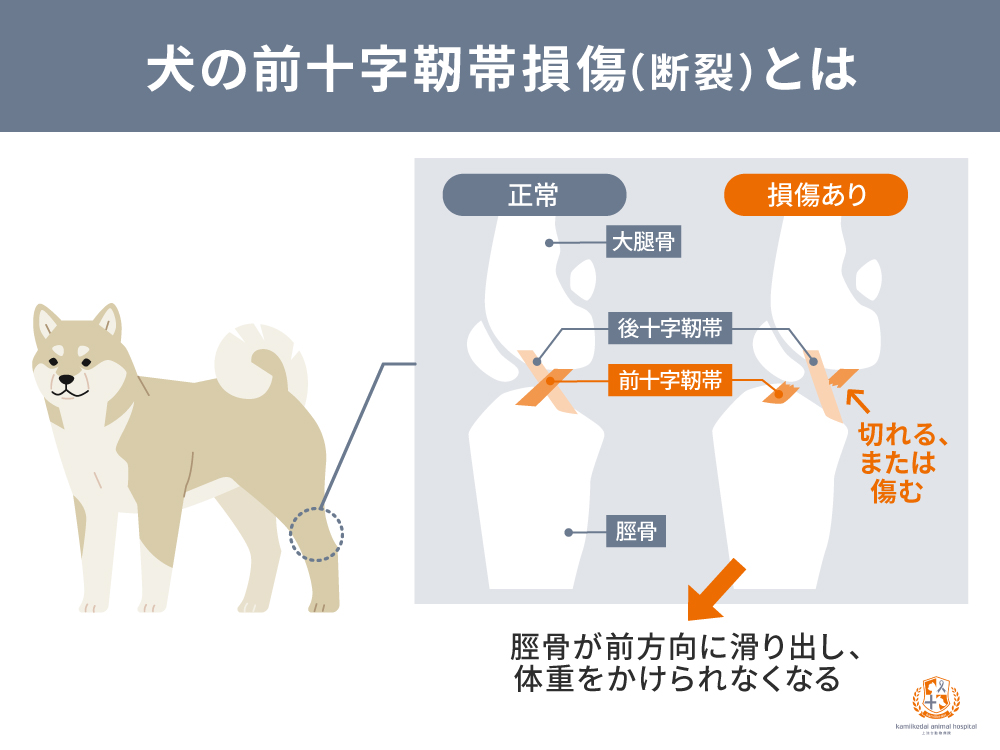 犬の前十字靭帯損傷とは