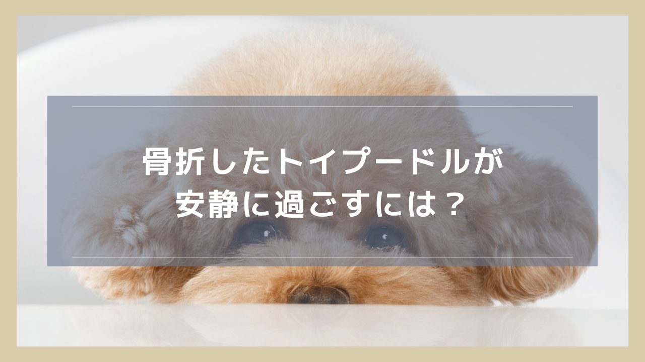 骨折したトイプードルが安静に過ごすには？ケージ内外での対策を紹介