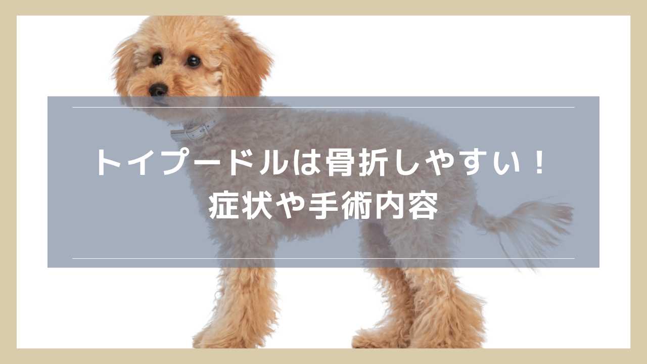 トイプードルは骨折しやすい！症状や手術内容、治療費用などを解説