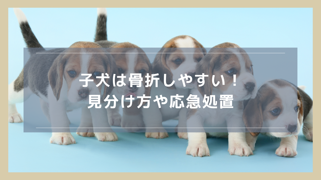 子犬は骨折しやすい！見分け方や応急処置、手術について解説