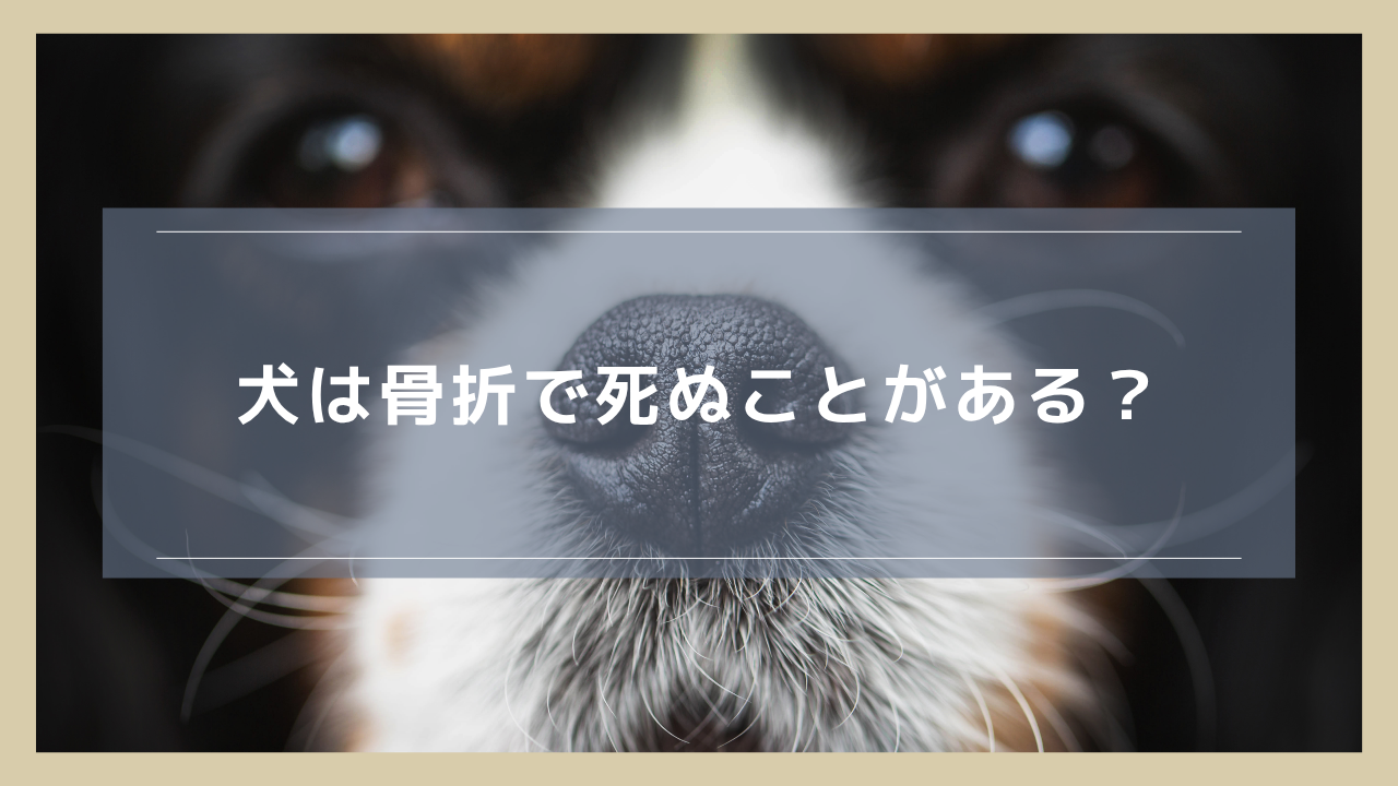 犬は骨折で死ぬことがある？実際に命に関わる可能性のあるケースを紹介