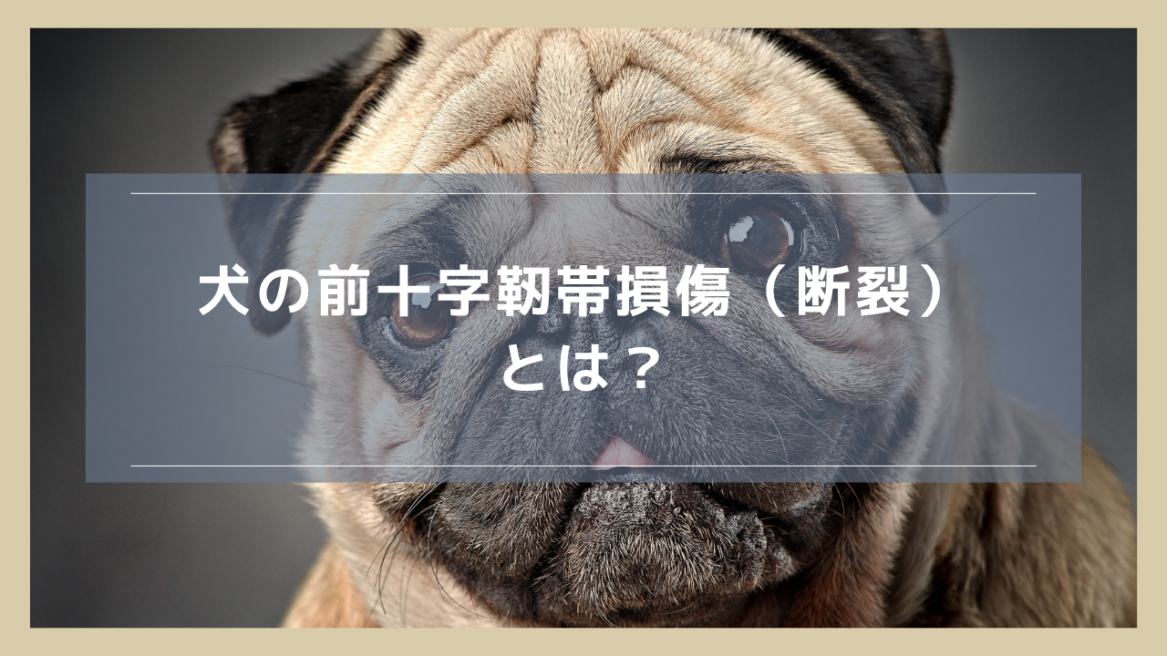 犬の前十字靭帯損傷（断裂）とは？原因や症状、手術について解説