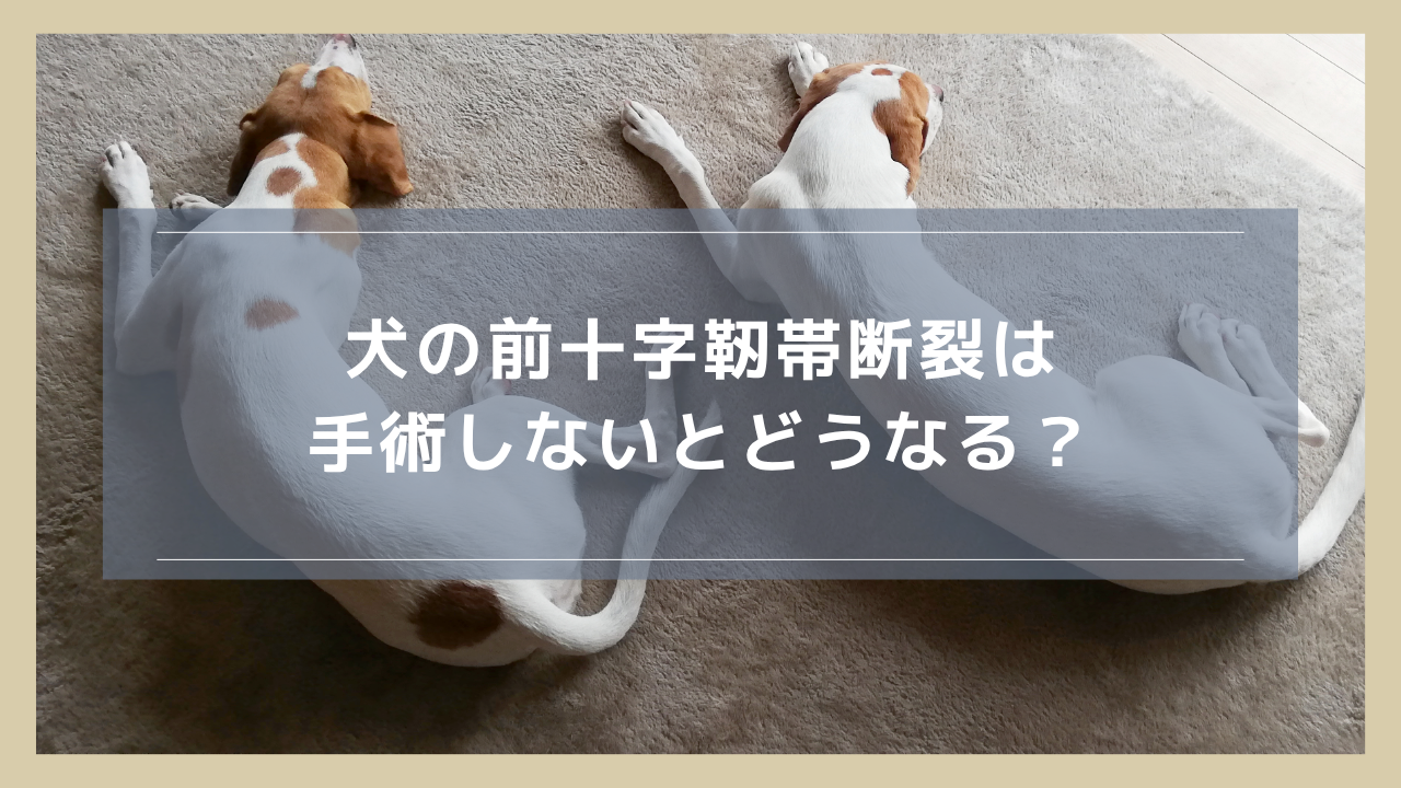 犬の前十字靭帯断裂は手術しないとどうなる？リスクや手術しなくてもよいケースを解説