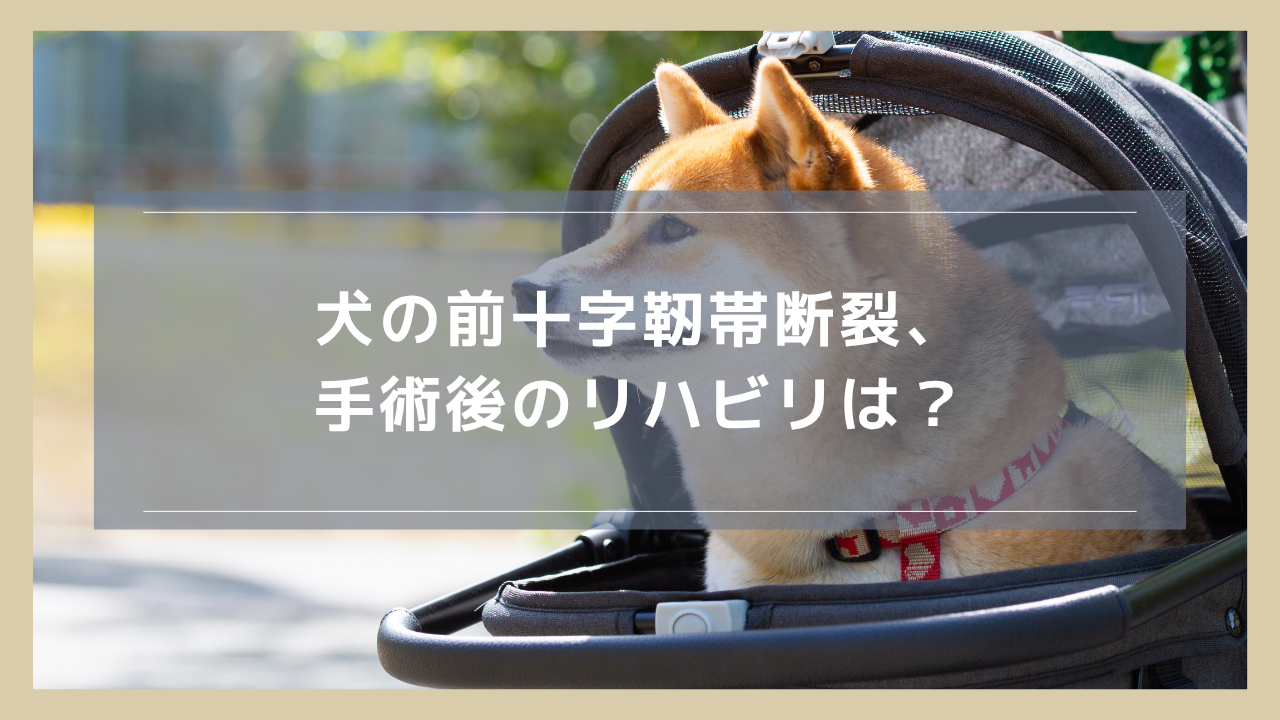犬の前十字靭帯断裂、手術後のリハビリは？自宅で実施すべき内容やその後の注意点を解説