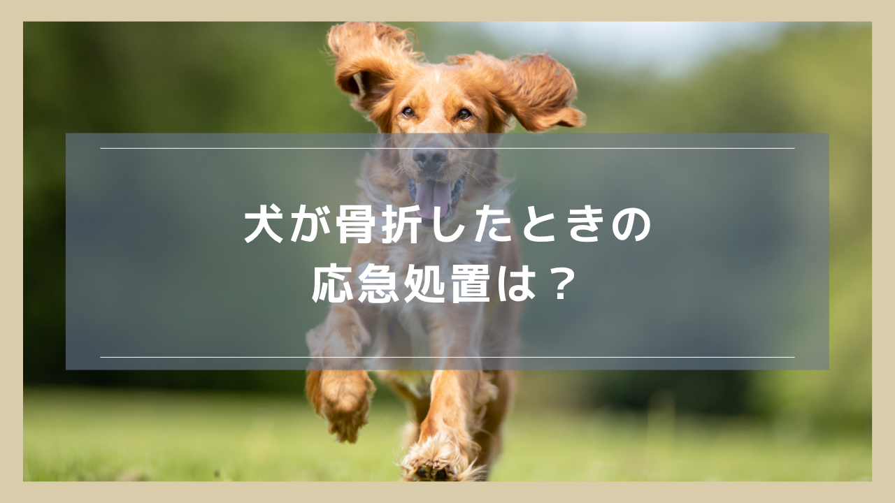 犬が骨折したときの応急処置は？やるべきことをわかりやすく解説
