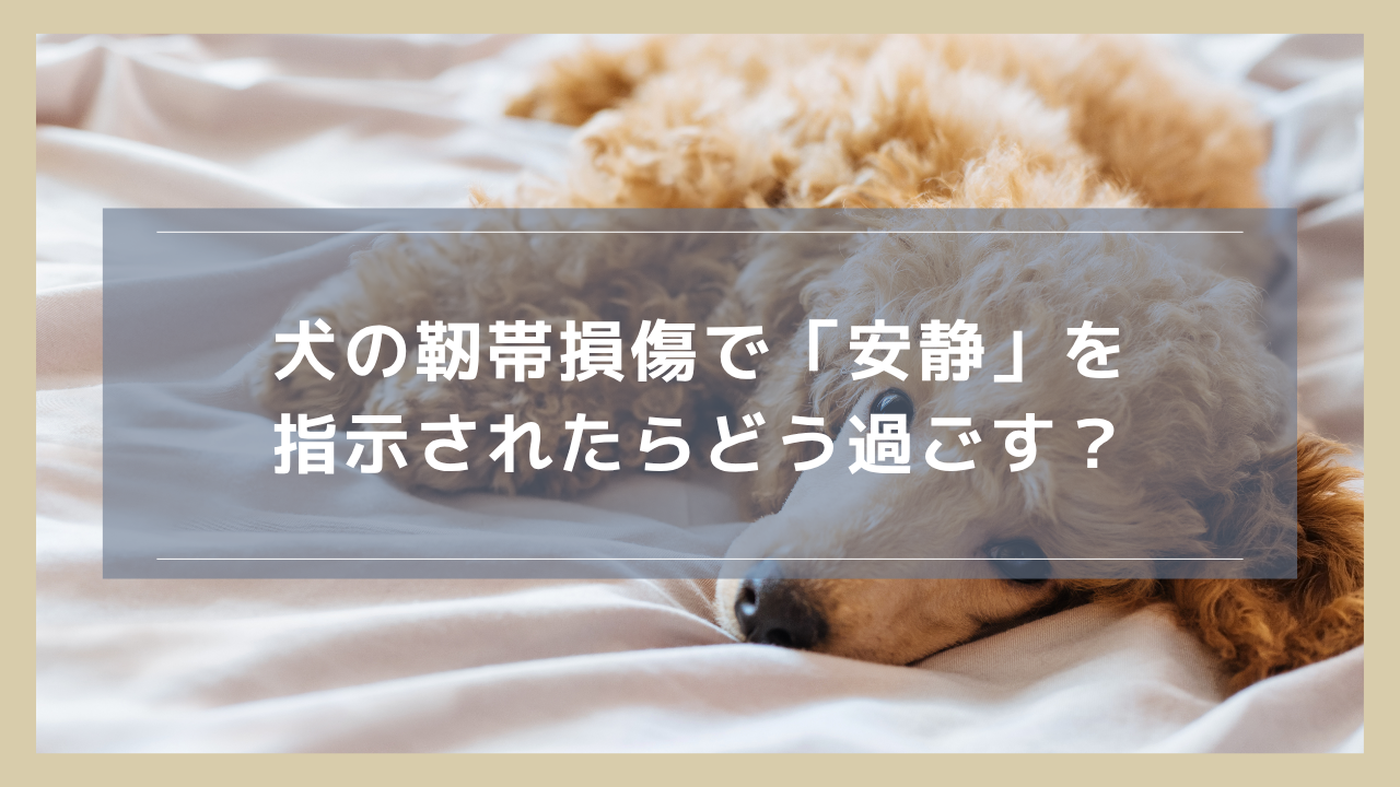犬の靭帯損傷で「安静」を指示されたらどう過ごす？安静期間や注意点を紹介