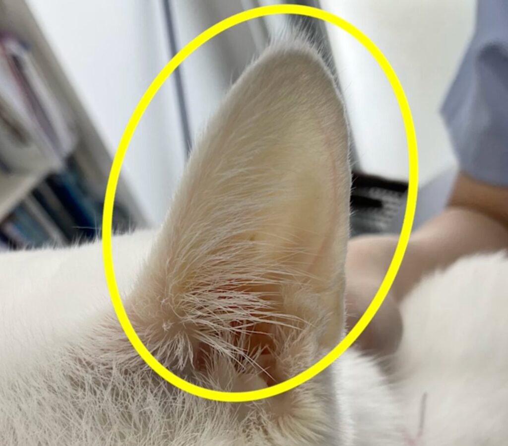 猫のFIPによる黄疸