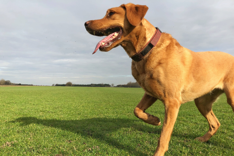 犬が「足を引きずるが、痛がらない」場合はどうする？