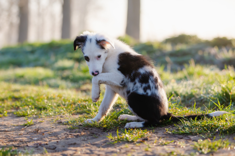 犬の後ろ足がおかしい原因:骨・関節のトラブル