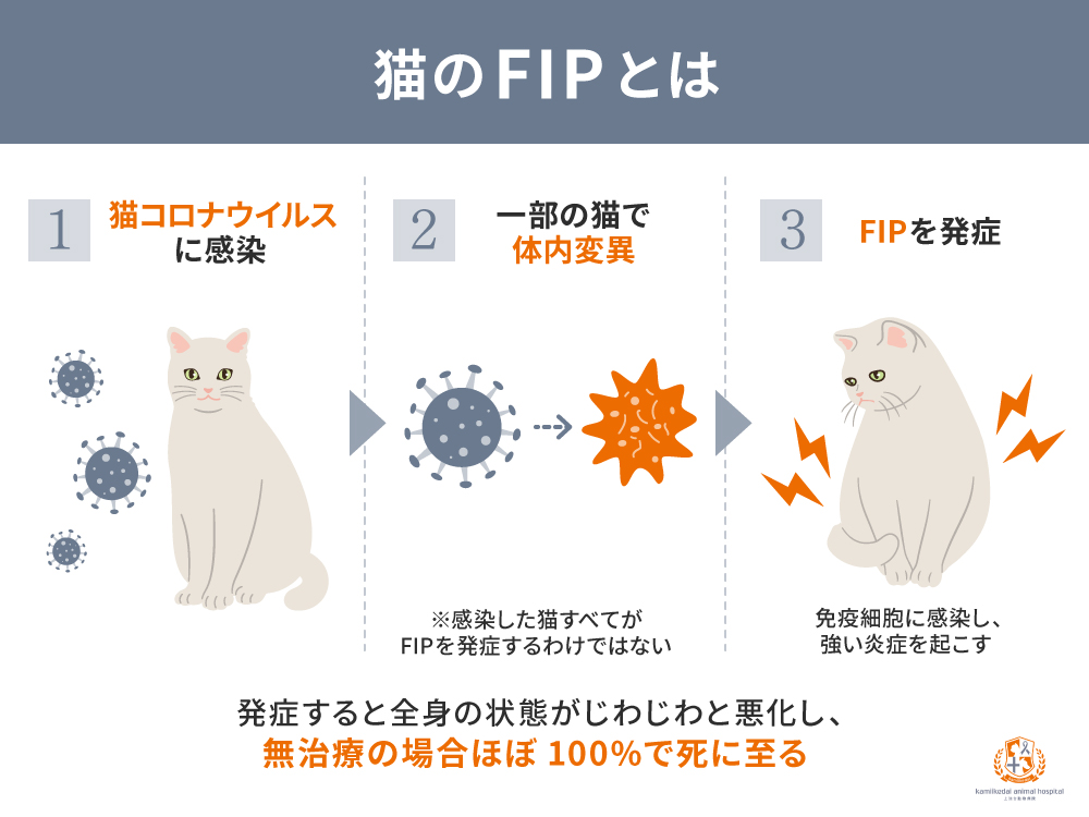 猫のFIP（猫伝染性腹膜炎）とは