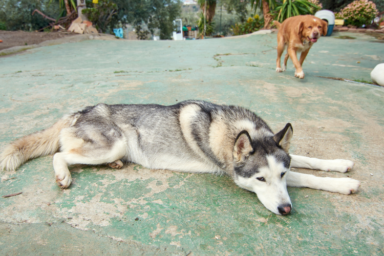 犬は仮病でわざと足を引きずることもある