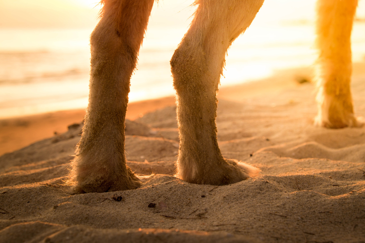 犬の後ろ足がおかしい原因:内科的な病気