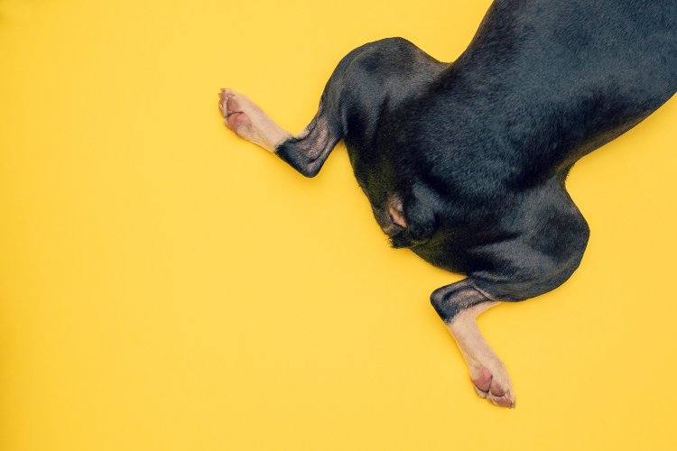 犬の後ろ足がおかしいのに痛がらない…様子見でも大丈夫?