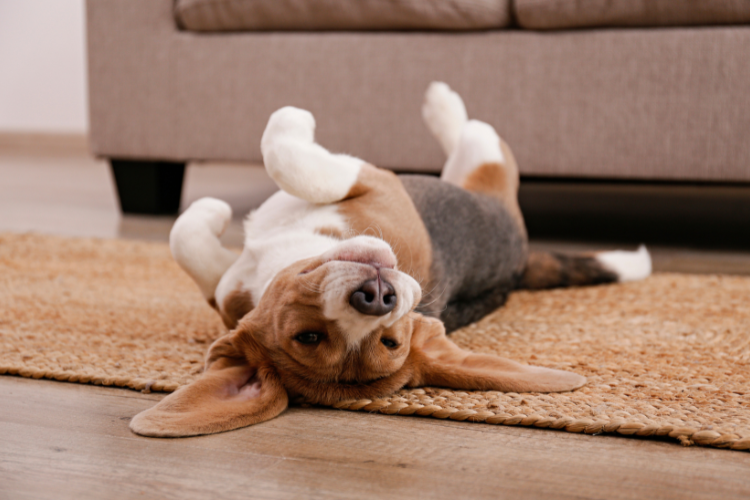 犬の後ろ足のトラブルを予防するには