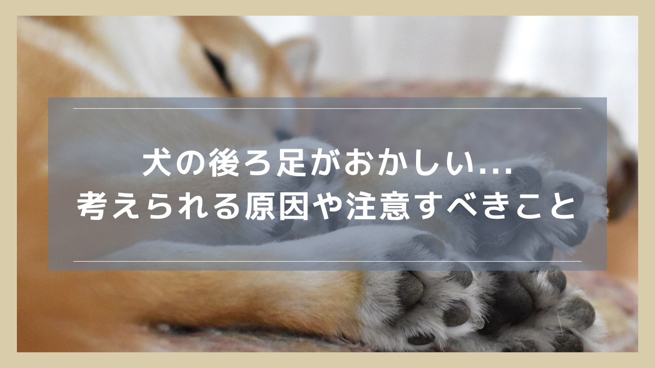 犬の後ろ足がおかしい...考えられる原因や痛がらないときでも注意すべきこと