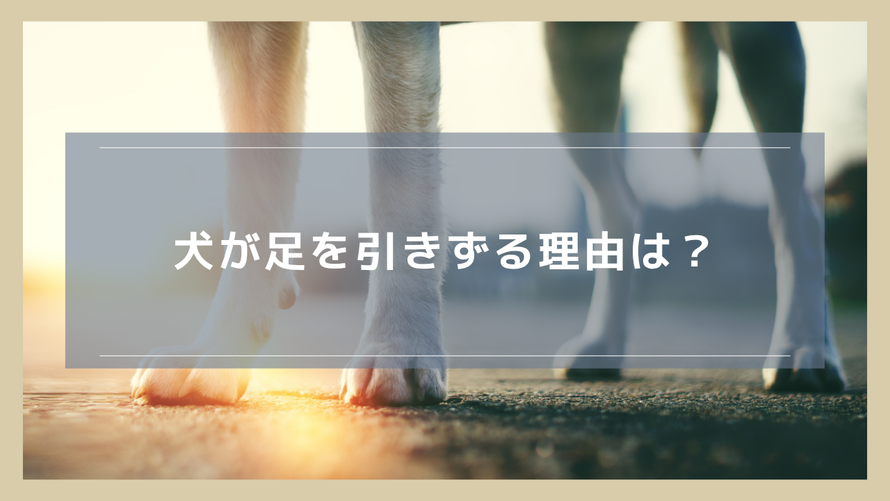 犬が足を引きずる理由は？痛がらない場合の判断や仮病の可能性についても解説