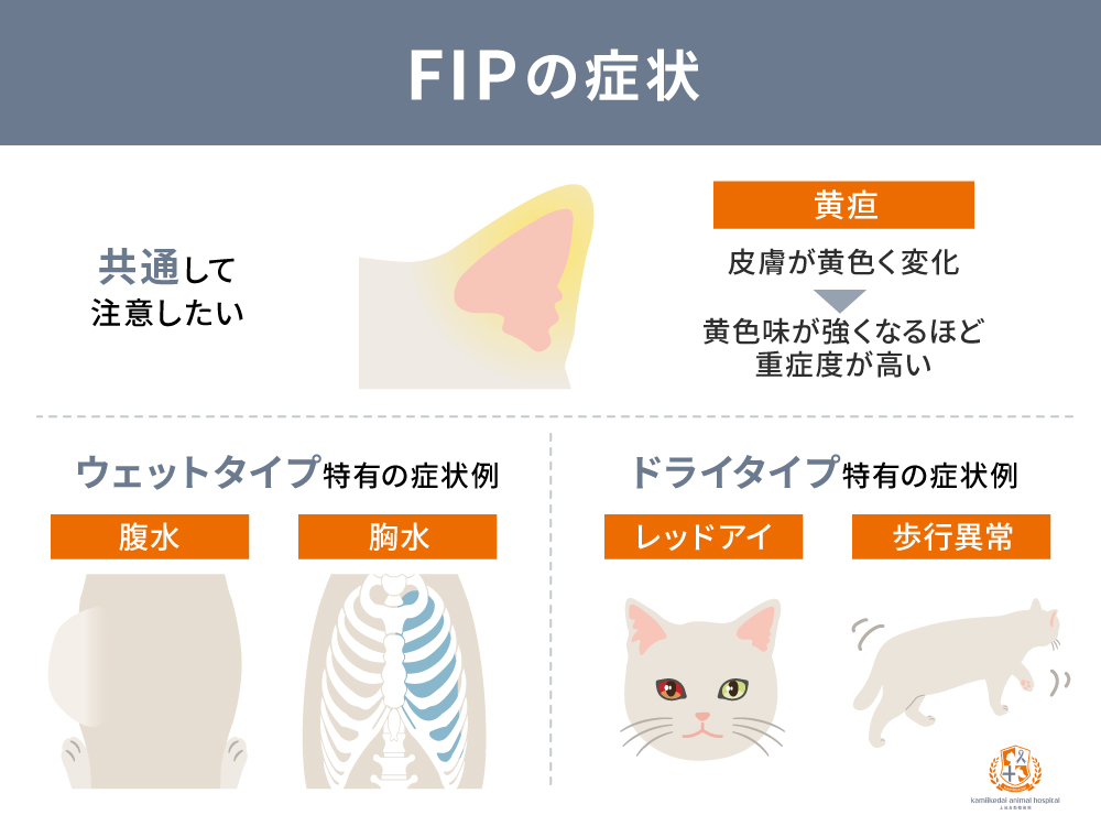 FIPに感染した猫に現れる症状