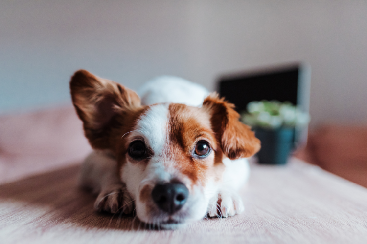 靭帯損傷した犬を「歩けるなら大丈夫だろう」と放置する危険性