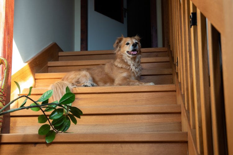 犬が階段を登れなくなる主な原因