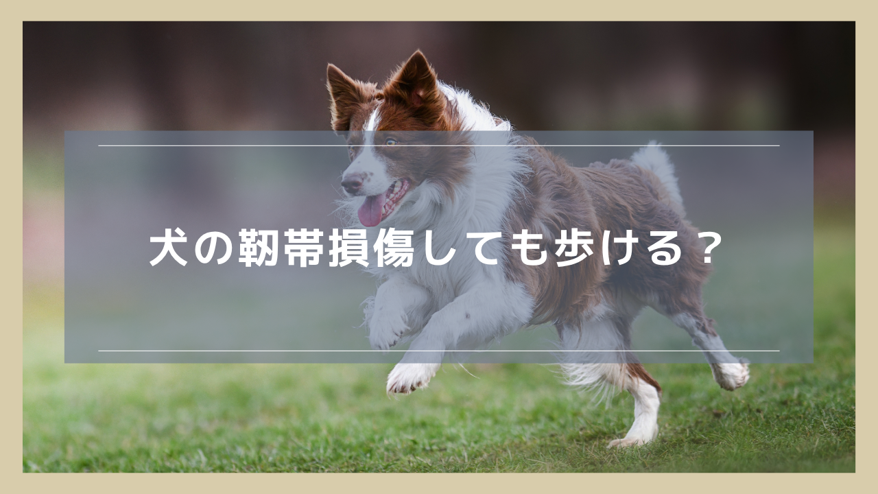 犬の靭帯損傷しても歩ける？歩けるなら手術不要？病院での検査についても解説