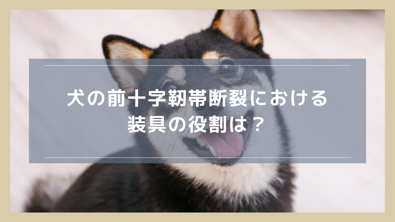 犬の前十字靭帯断裂における装具（サポーター）の役割は？オーダーメイドの方がいい？選ぶ基準も紹介