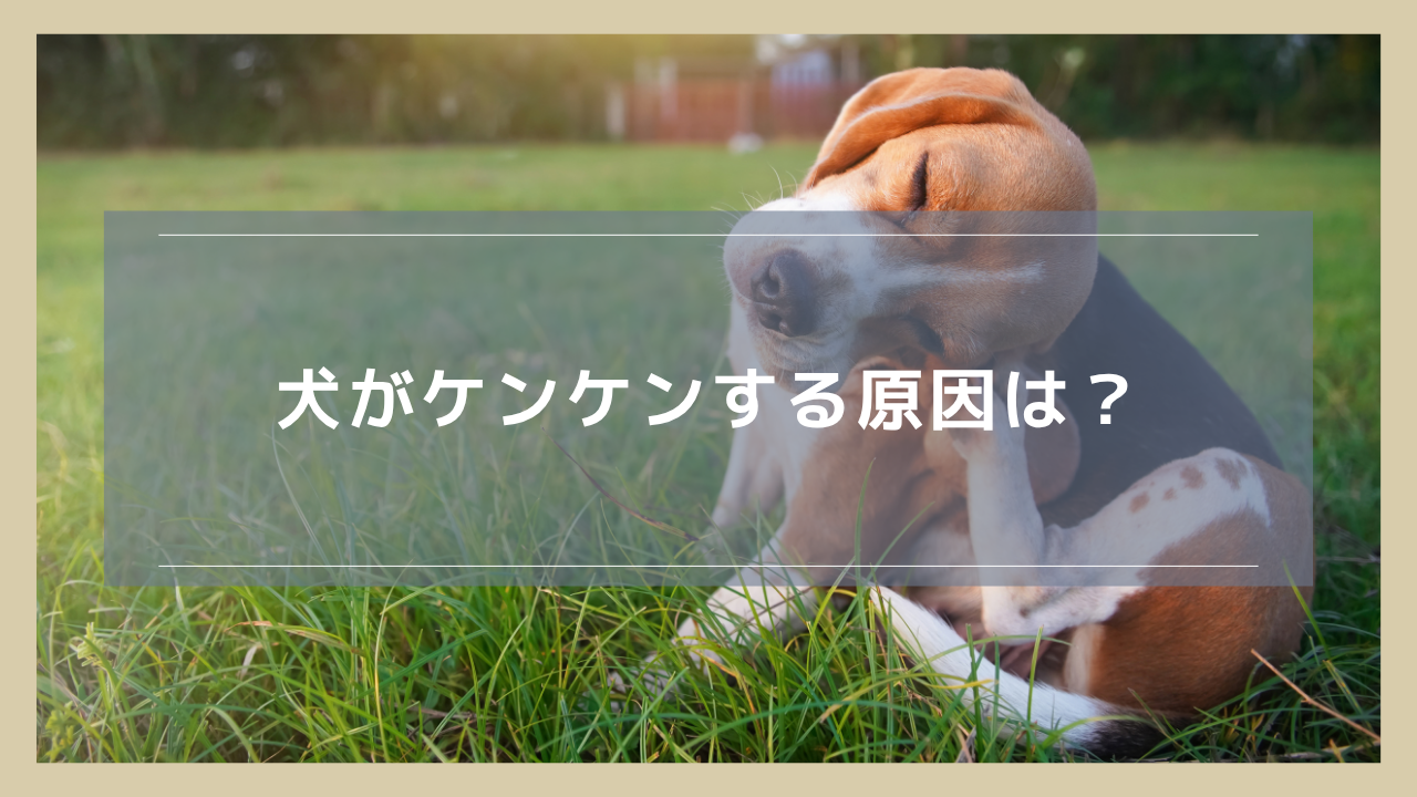 犬がケンケンする原因は？前足・後ろ足での違いや応急対応について解説