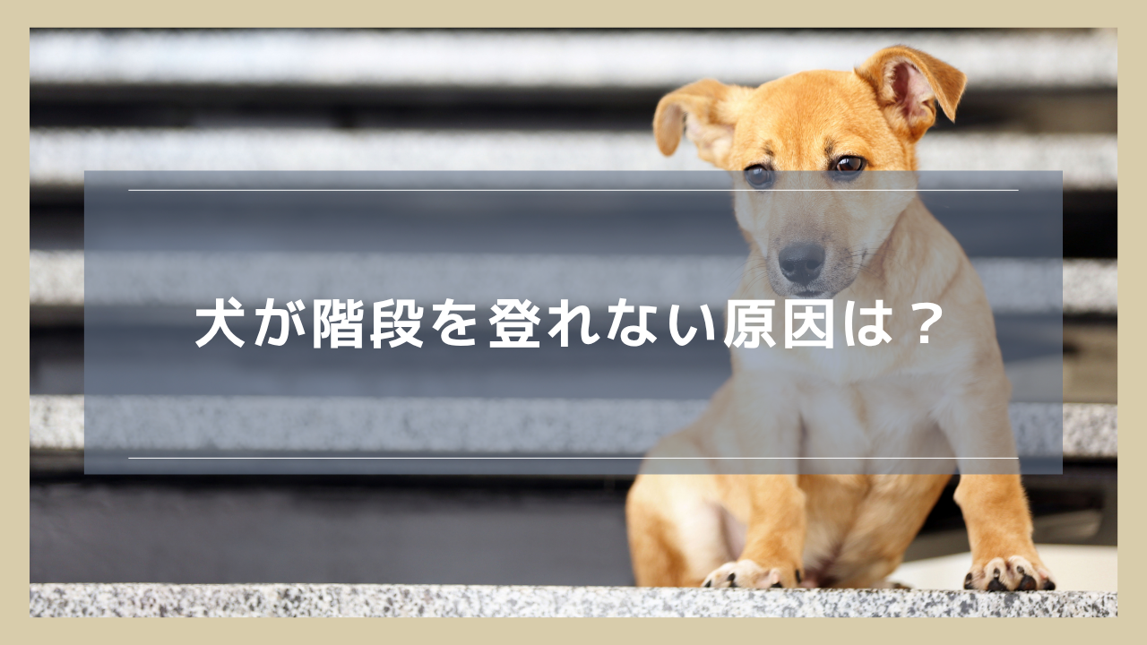犬が階段を登れない原因は？突然登らなくなった・怖がる場合に考えられること