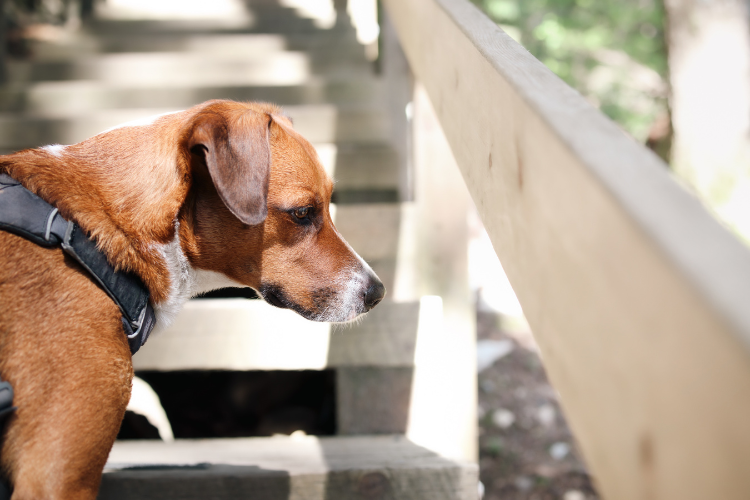 犬が階段を登れないときに見られるサイン