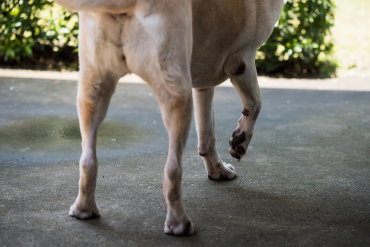 犬がケンケンして歩く原因